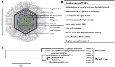 Amoebae, Giant Viruses, and Virophages Make Up a Complex, Multilayered Threesome